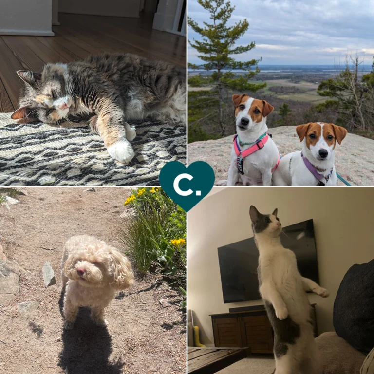 Pets are more than family... they have their very own Slack channel. :feet: