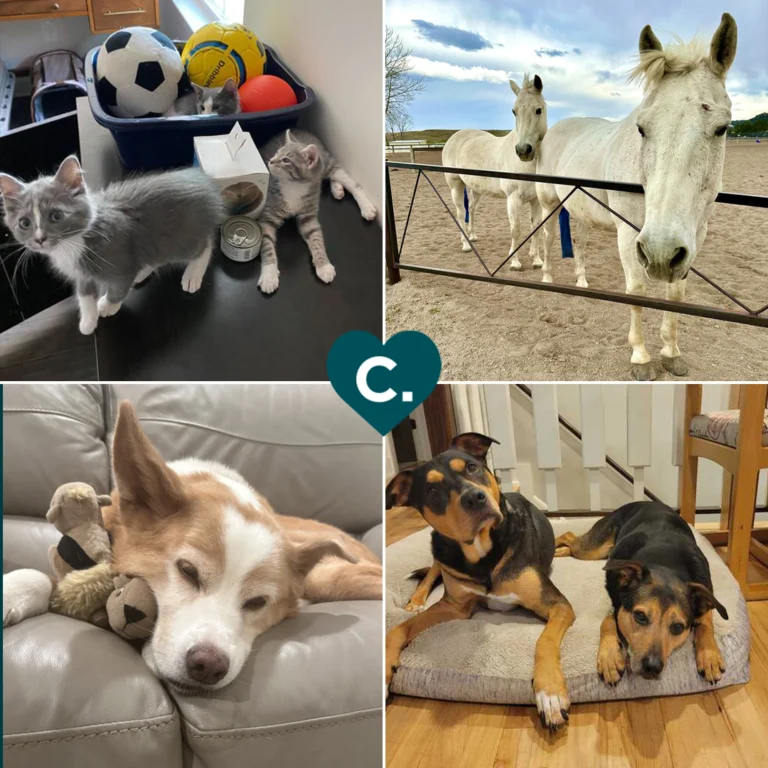 Pets are more than family... they have their very own Slack channel. :feet: