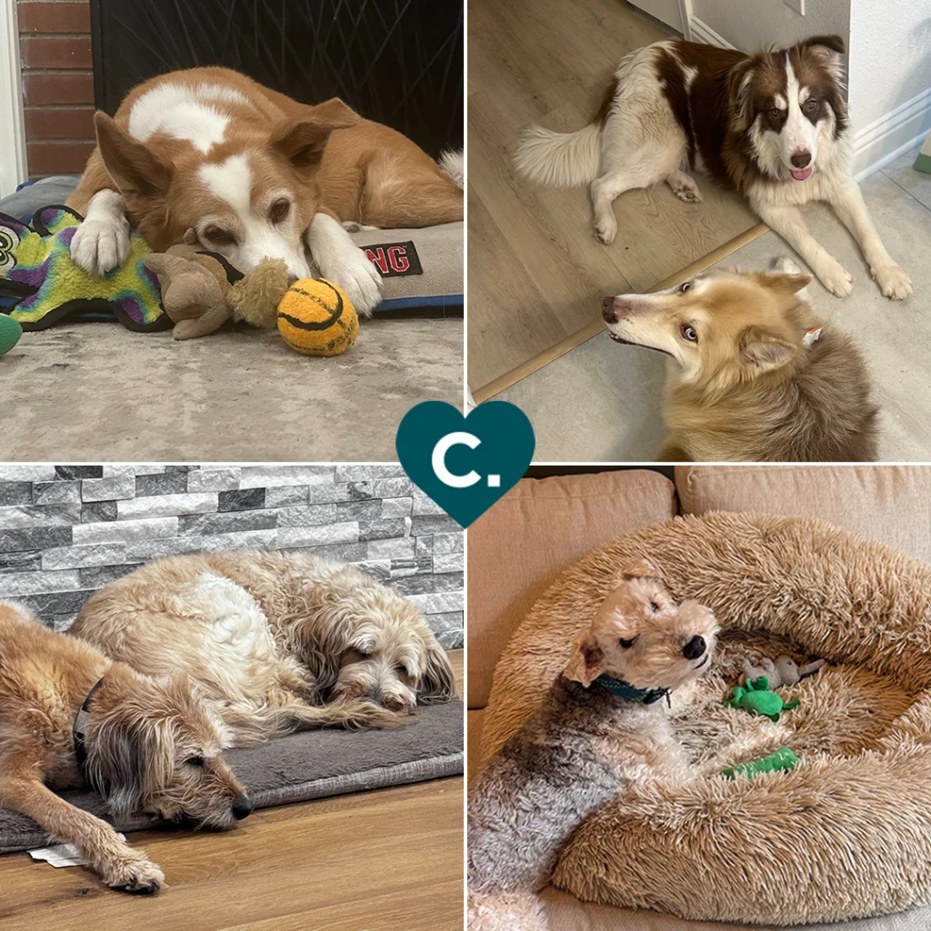 CulturePage-Pets6